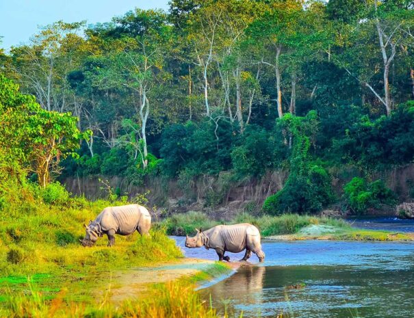 Chitwan-national-park-rhino